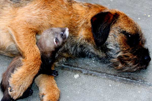 L’implant de desloréline chez le chien et le furet représente, dans de nombreuses situations, une excellente alternative à la castration chirurgicale.