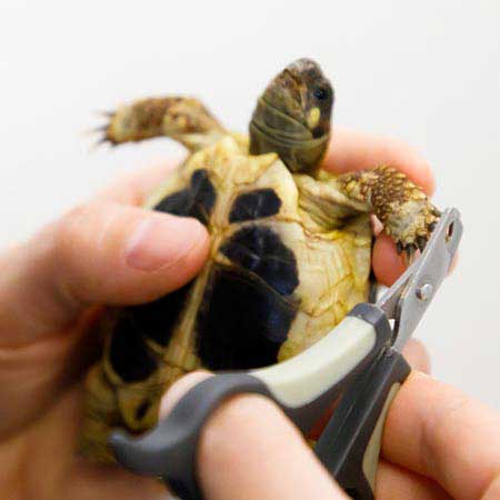 Coupe de griffe d'une tortue