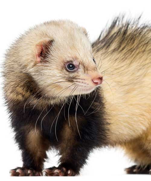 Et si vous adoptiez un furet ? 