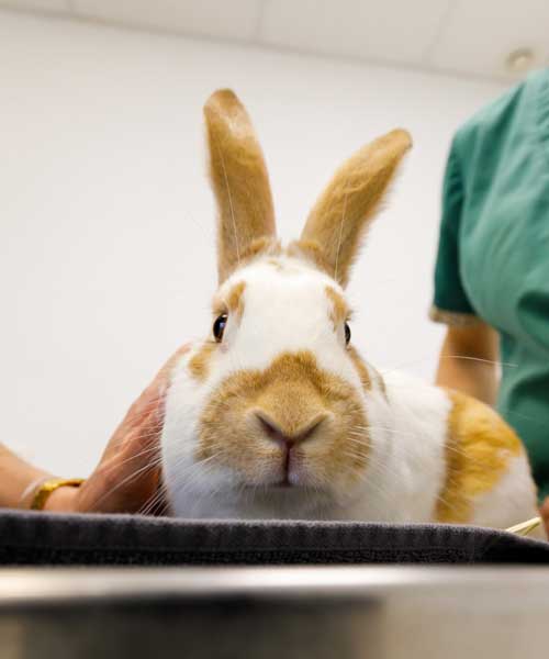 Les lapins et les rongeurs